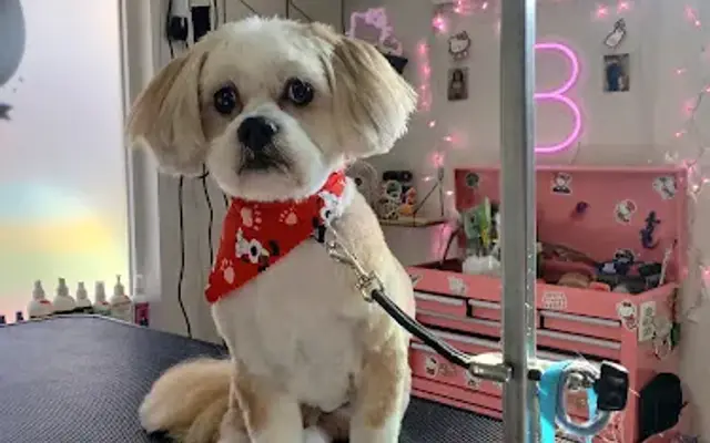 Bath & Beauty Paw Spa in Salem, OR