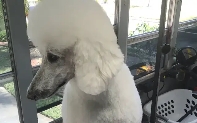 Surf Pups Mobile Grooming in Port Charlotte, FL