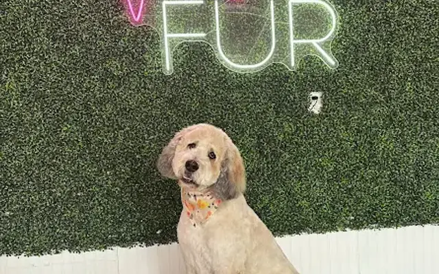 Vanity Fur in Natick, MA