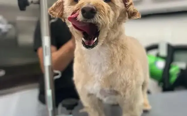 Coat & Tie Mobile Grooming Spa in Lancaster, PA