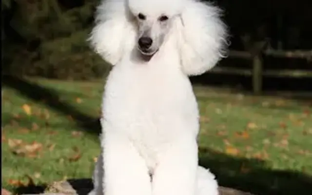 Songbird Miniature Poodles in South Windsor, CT