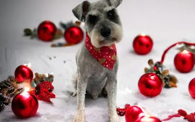 Pawsitively Platinum Pet Care in Pipe Creek, TX