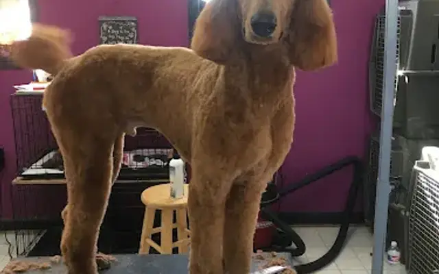 Cute & Cuddly Grooming Inc in St Francisville, LA