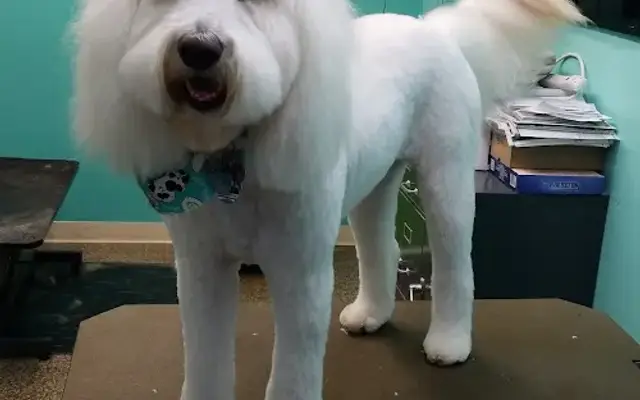 The Spotted Dog Pet Salon in Avon, OH