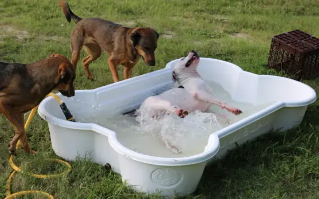 Stuebner Airline Pet Resort & Spa in Spring, TX