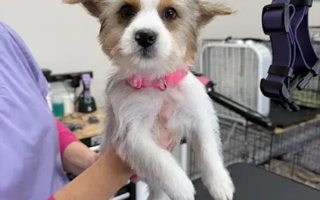 Clean Canine in Bedford, IN