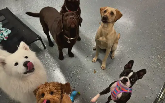 Collar Club Doggie Daycare in Pickerington, OH