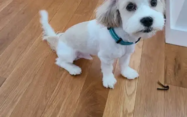Bff Petwash in Brooklyn, NY