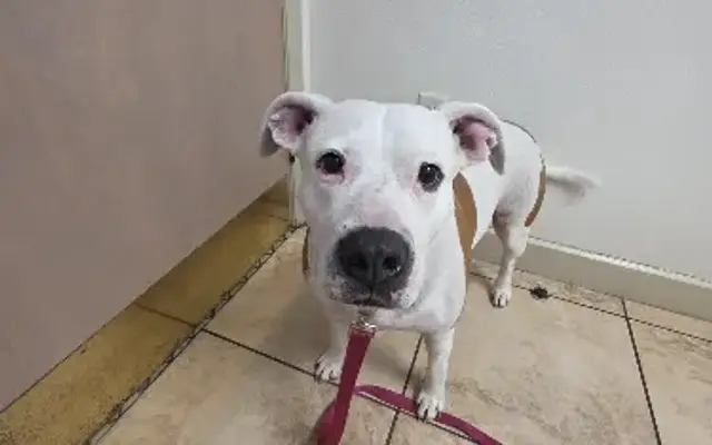 Dunnellon Animal Hospital in Dunnellon, FL