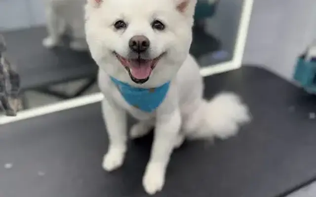 Adams Mobile Pet Grooming in Melbourne, FL