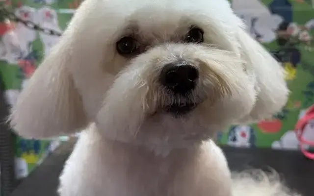 Riverblu Mobile Grooming in Nashville, TN