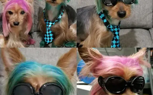 Pups N' Bubbles Mobile Grooming in Raleigh, NC