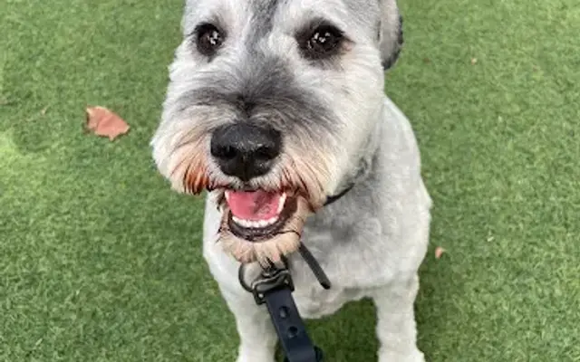 Serene Paws Spa in Austin, TX