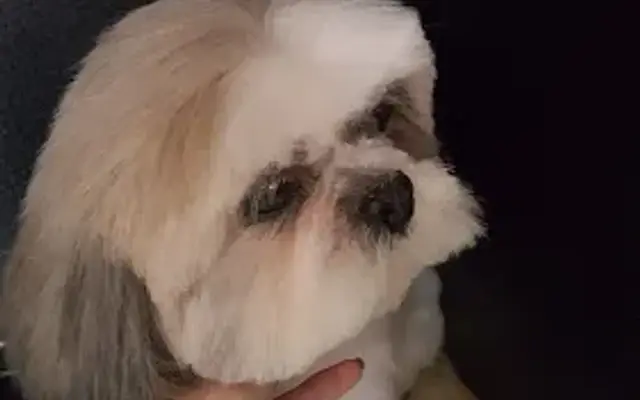 Paws For Elegance Dog Grooming in Antioch, CA