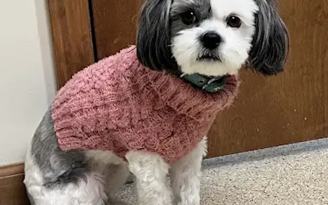 Sitting Pretty Pet Spa and Boutique in Muskegon, MI