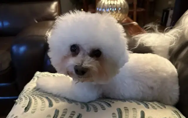The Salty Dog Grooming Shoppe, LLC in Fairfield, CT