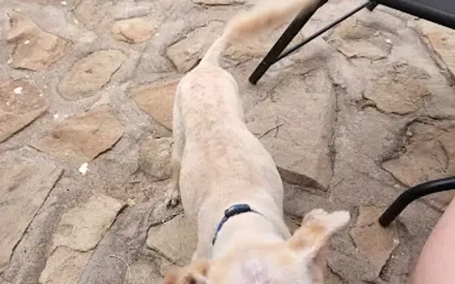 OH MY DOG! in Alamogordo, NM