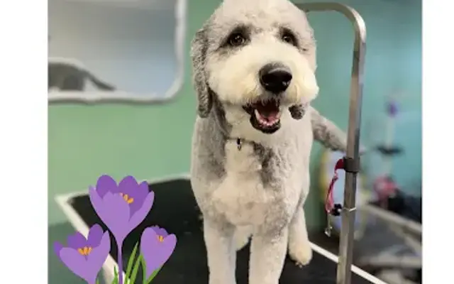 Mountain Mama’s Pet Spa in Glen Morgan, WV