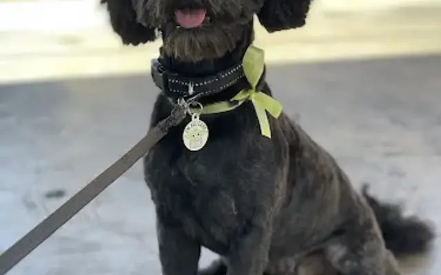 California Woof Dog Enterprises in Montebello, CA