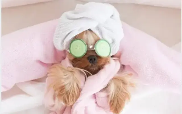 Tangles Pet Spa (Dog Grooming) in Gastonia, NC