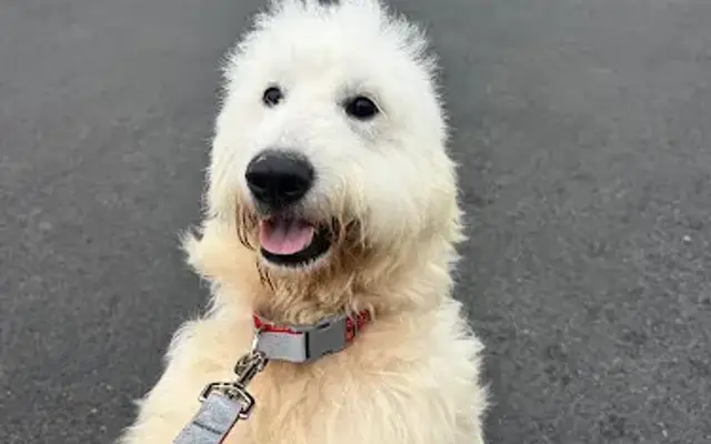 Furry Friends Pet Spa in Yorba Linda, CA