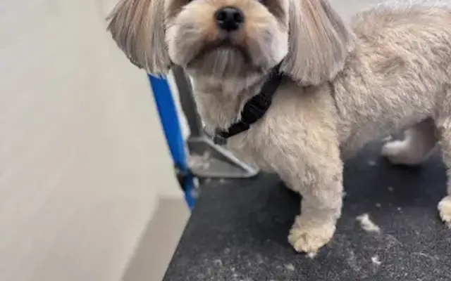 Puppy Picasso in Fairfax, VA