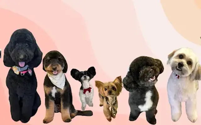 Tidy Tails Pet Spa, LLC in Georgetown, KY