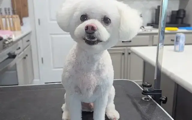 Styled Snouts in Goodyear, AZ