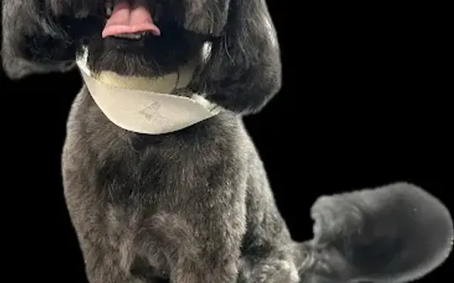 Snohomish Mobile Pet Salon, LLC in Woodinville, WA