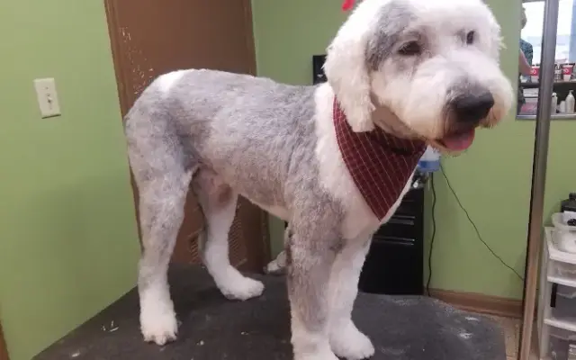 The Pet Salon in Friendswood, TX