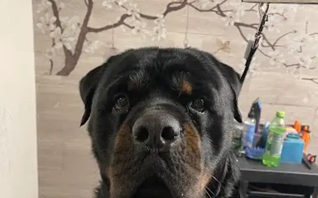 Doggy Door Grooming in Kearns, UT