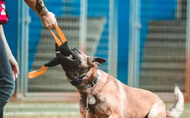 Unleash Fido-Tampa in Crystal River, FL