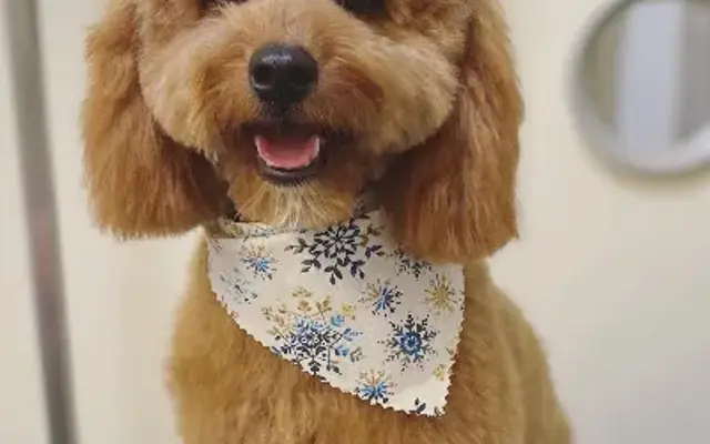 Diamond in the Ruff Mobile Grooming LLC in Augusta, GA