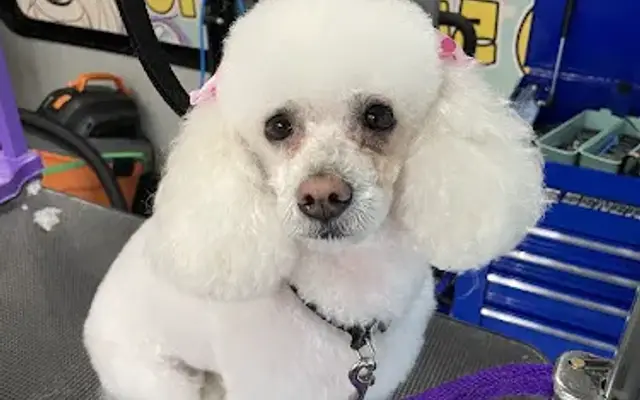 Ashleys K-9 Cleaners LLC in Lawrenceville, GA