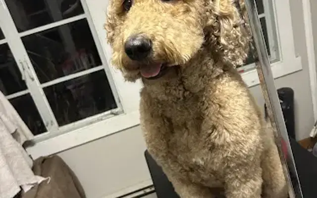 Daisy’s Days Grooming Salon in Xenia, OH