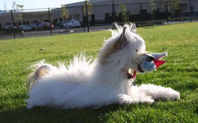 Savvy Mobile Grooming in Chino, CA