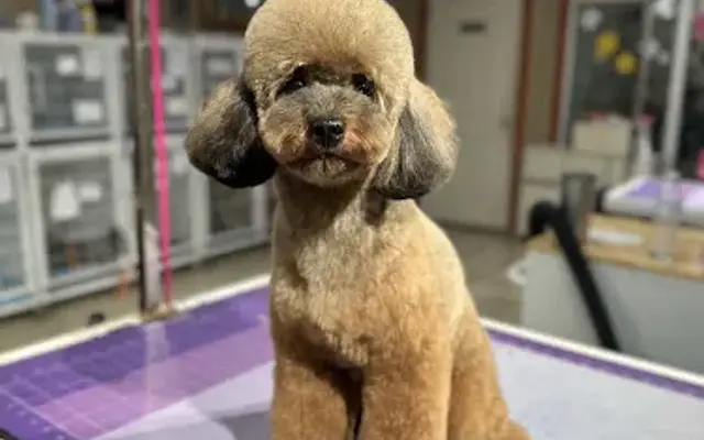 Moody Mutt Makeover LLC in Azle, TX
