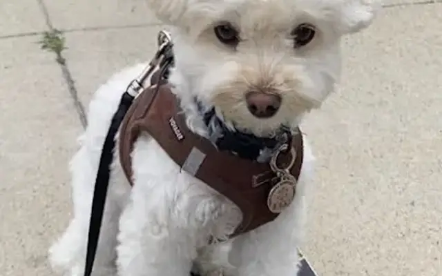 That Doggone Parlor in Redondo Beach, CA