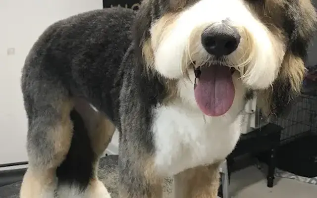 Perfect Paws Pet Grooming in Spokane, WA