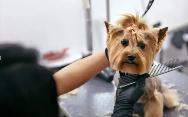 Pink Paws Wash in Los Angeles, CA
