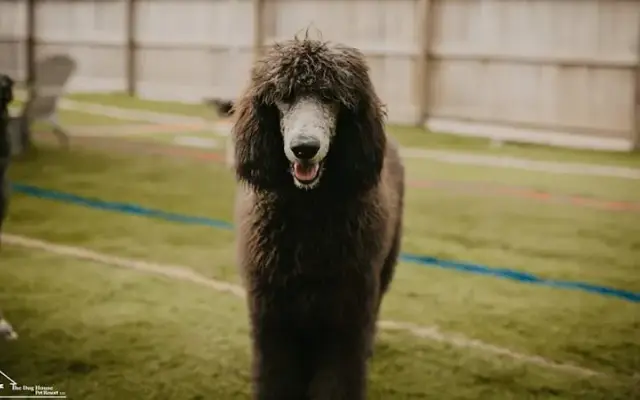 The Dog House Pet Resort LLC in Acworth, GA
