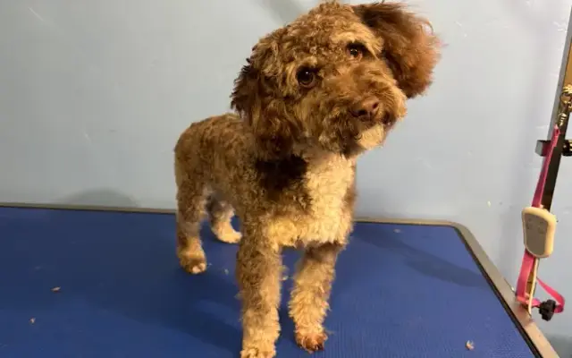 Pampered paws grooming in Fillmore, UT