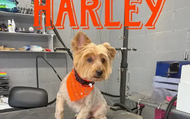 Dog Mom Pet Grooming in Easley, SC