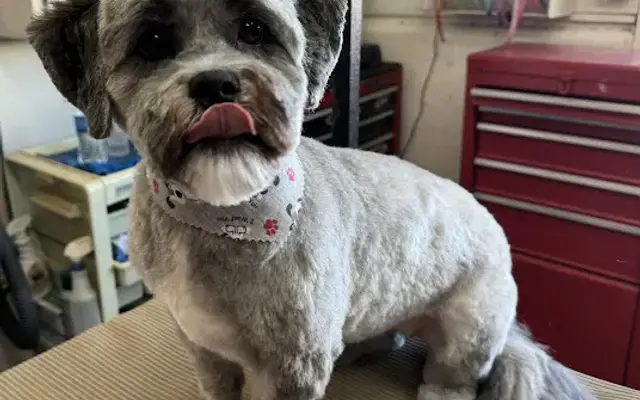 Little Devils Pet Grooming in Greenleaf, WI