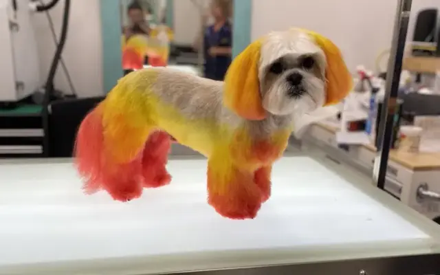 Glamour Paws Pet Spa in Weatherford, TX