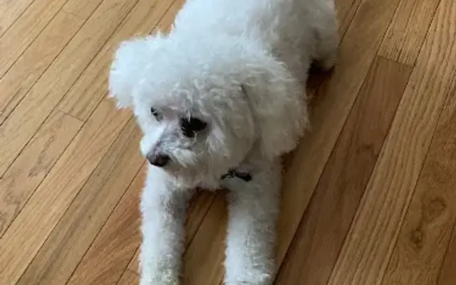 Dog's Best Friend in North Miami, FL