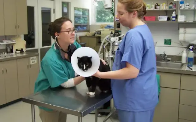 VCA Wickaboag Animal Hospital in West Brookfield, MA