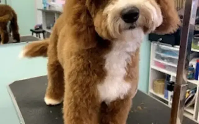 Club Wag Grooming in Anderson, IN