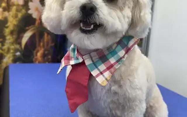 Paws on shine Mobile Grooming in Chino Hills, CA