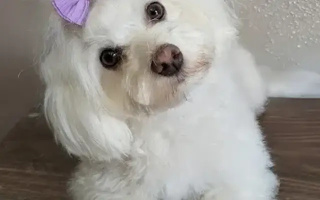 Paw Pristine Grooming in Huntsville, MO